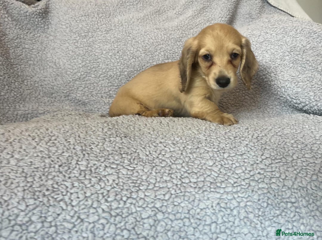 Miniature Dachshund dogs for sale: My last little man longhaired miniature dachshund in Houghton le Spring - Image 7