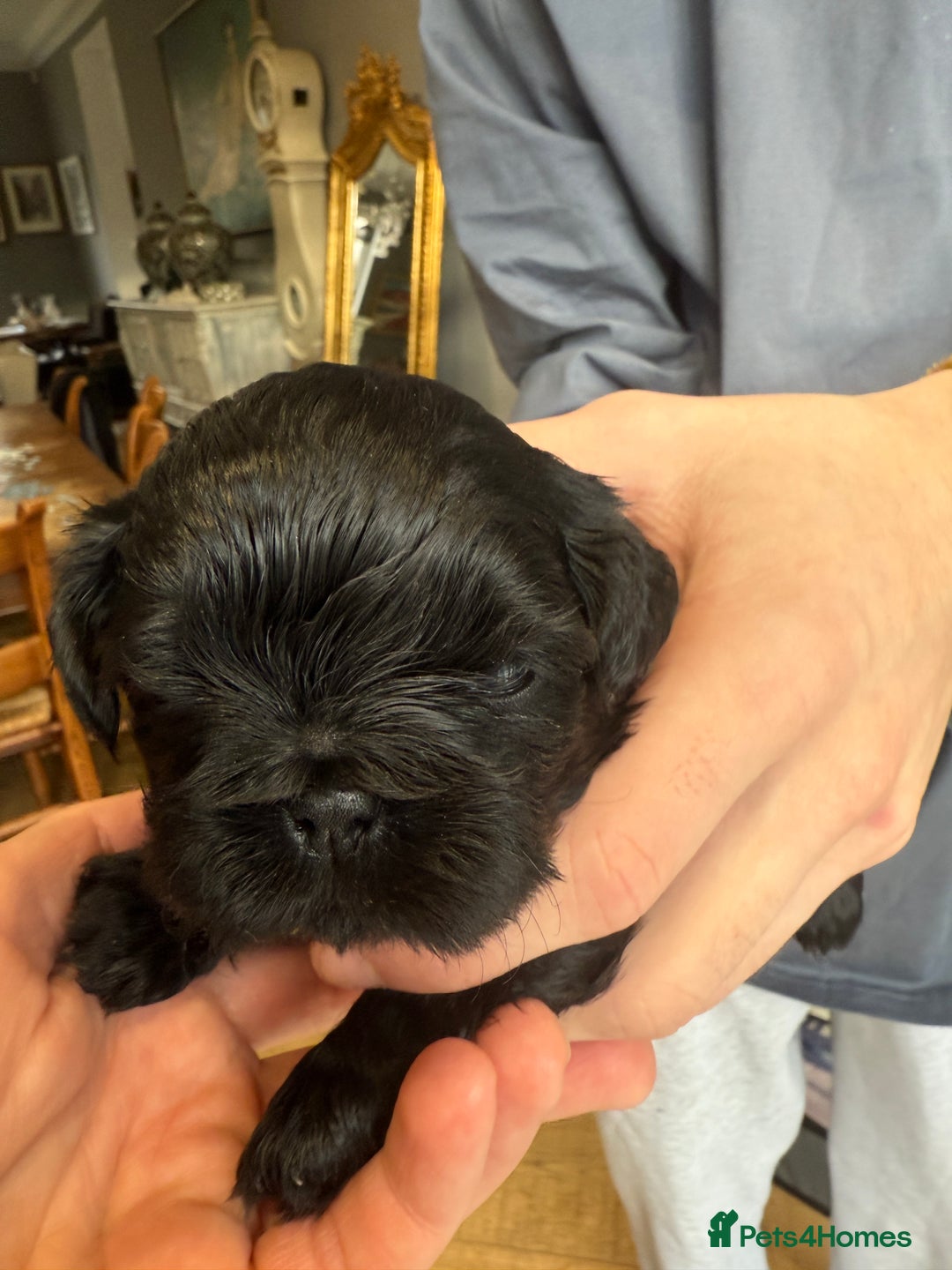 Shih Tzu dogs for sale: Shih Tzu Beauties, Imperial lines - Advert 10