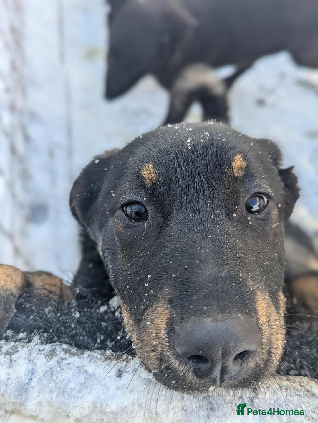 Mixed Breed dogs for adoption: Quinn 🩷 - Advert 4