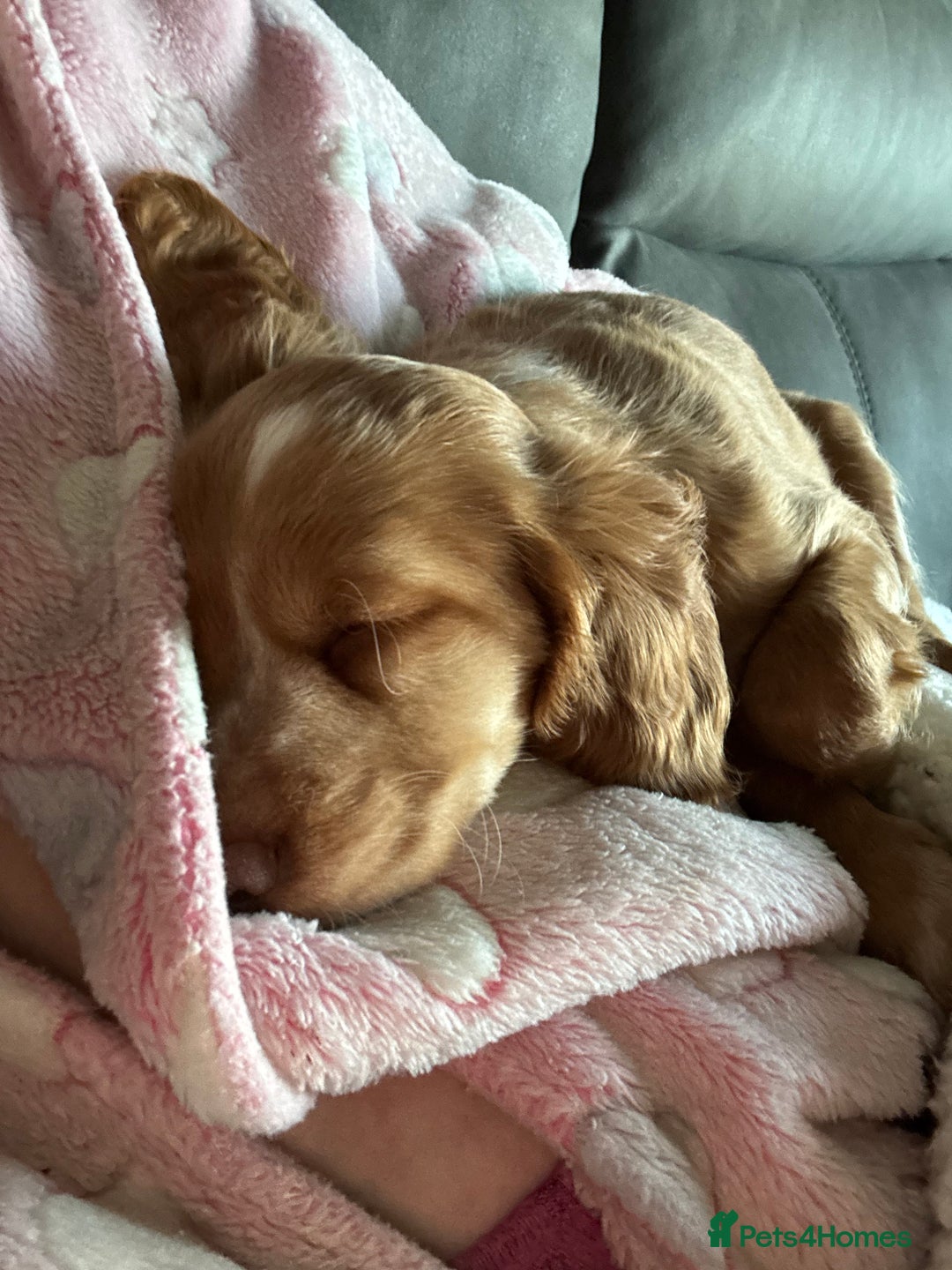 Cockapoo dogs for sale: Cockapoo Open to offers - Advert 2