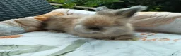 Angora rabbits for sale: English Angora Full Faced - Advert 3