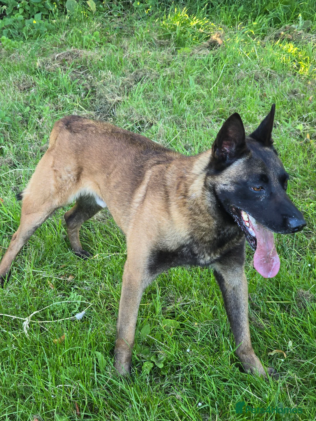 Belgian Shepherd Dog dogs for stud: CHANCE MR3 Vice Champion PSA2 at STUD - Advert 21
