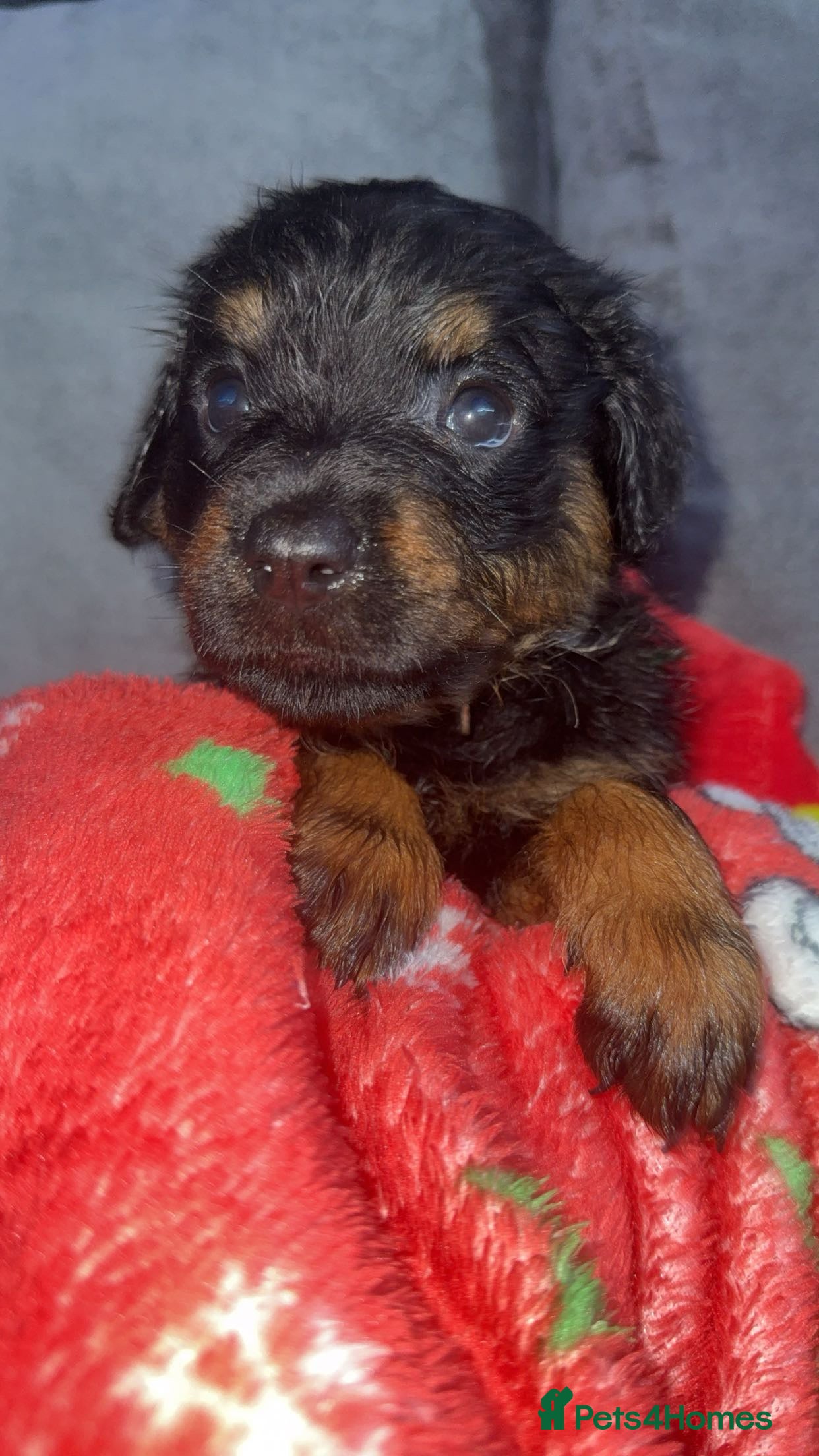 Rottweiler dogs Male rottweilwr puppy looking for a forever home - Advert 9