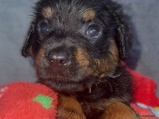 Rottweiler dogs Male rottweilwr puppy looking for a forever home - Advert 9
