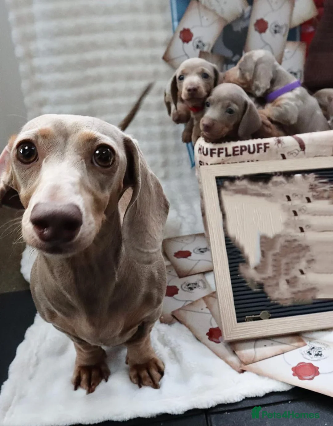 Miniature Dachshund dogs for sale: Sweet Miniature Dachshund Puppies - Advert 7