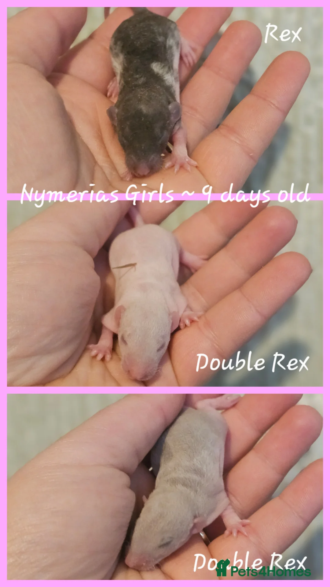 Rat rodents for sale: Rex, Smooth, Double Rex, Dumbo Baby Rats - Advert 6