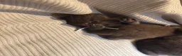 British Shorthair cats for sale: Grand Champion Line British Shorthair Kittens - Advert 13