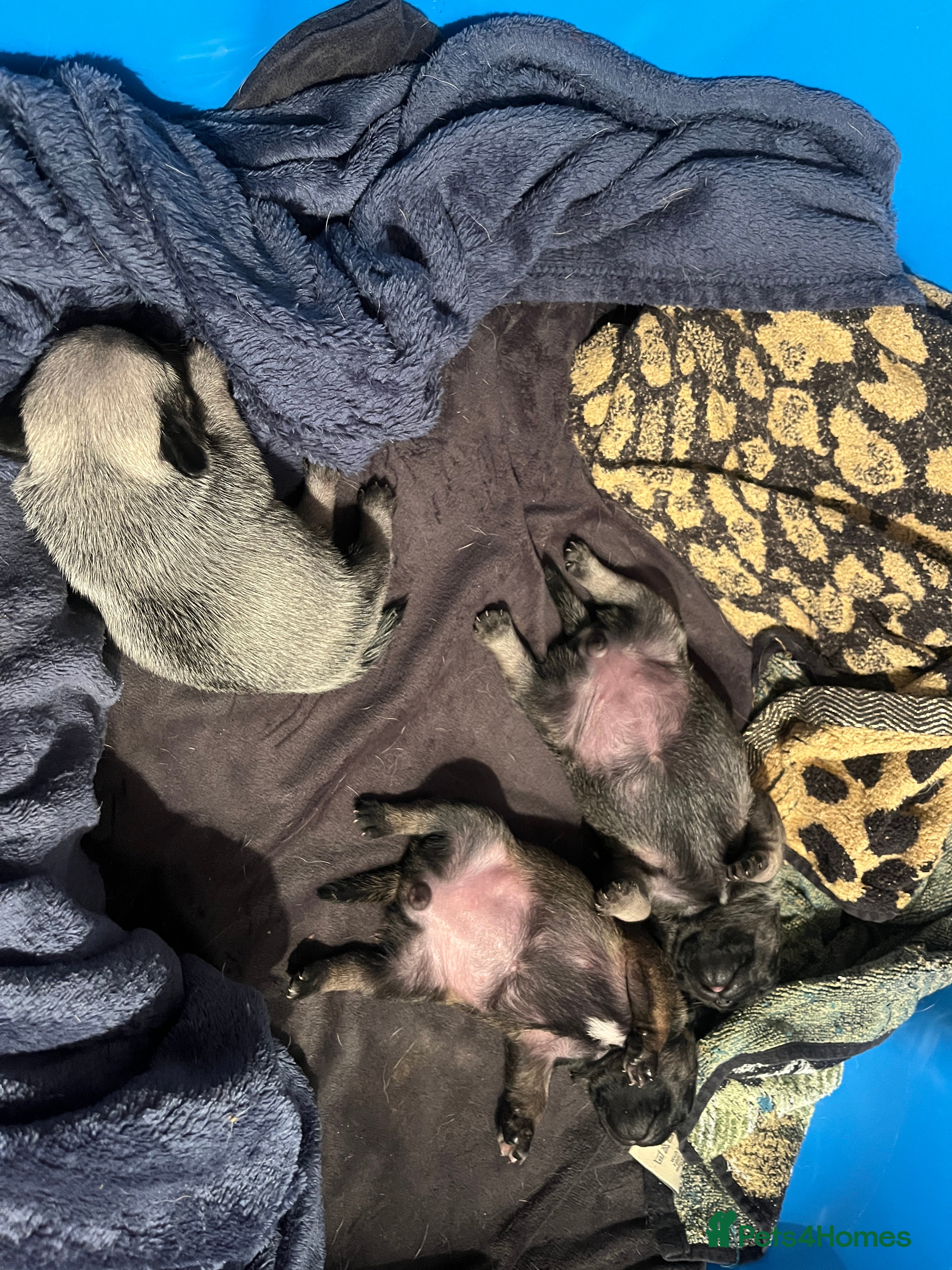 Pug dogs Adorable chunky pug puppies deposits taken now  - Advert 8