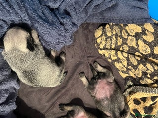 Pug dogs Adorable chunky pug puppies deposits taken now - Advert 9