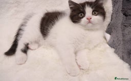 British Shorthair cats for sale: Champion Bloodlines BSH kittens  - Image 12