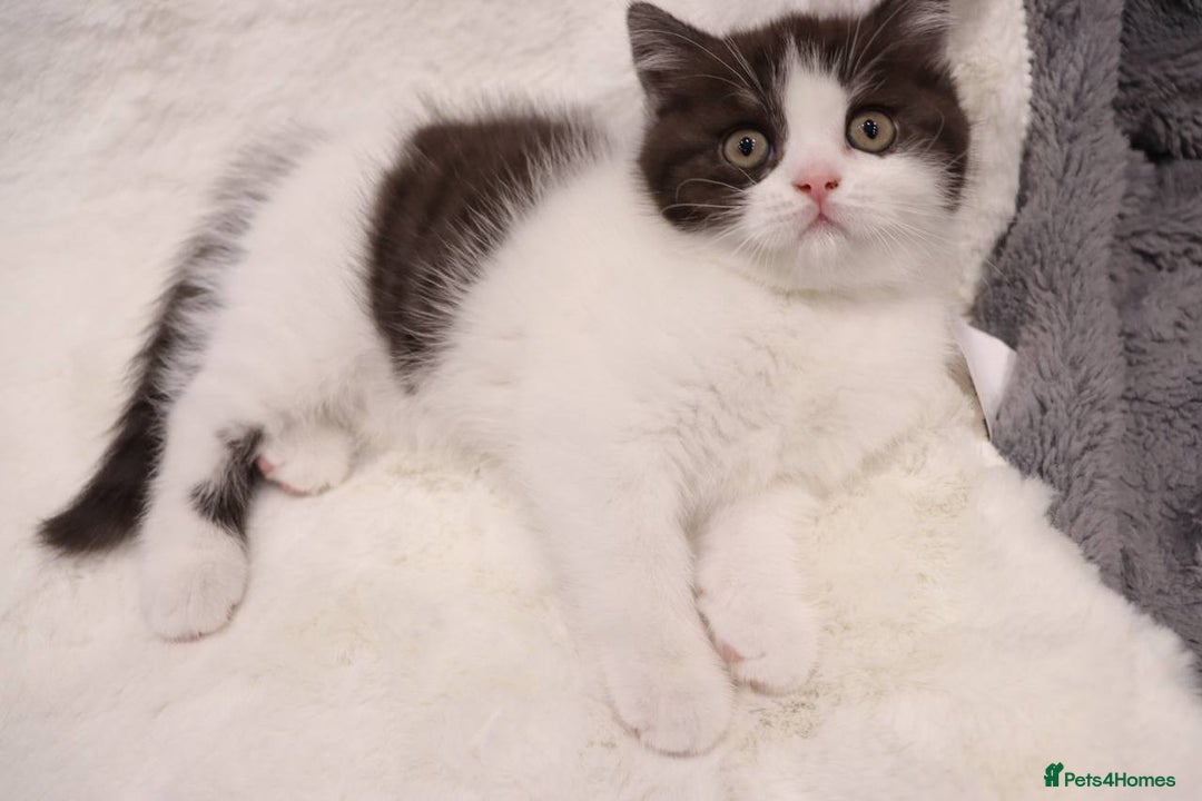 British Shorthair cats for sale: Champion Bloodlines BSH kittens  - Image 12