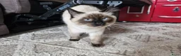 Ragdoll cats for sale: Simba in Paisley - Advert 4