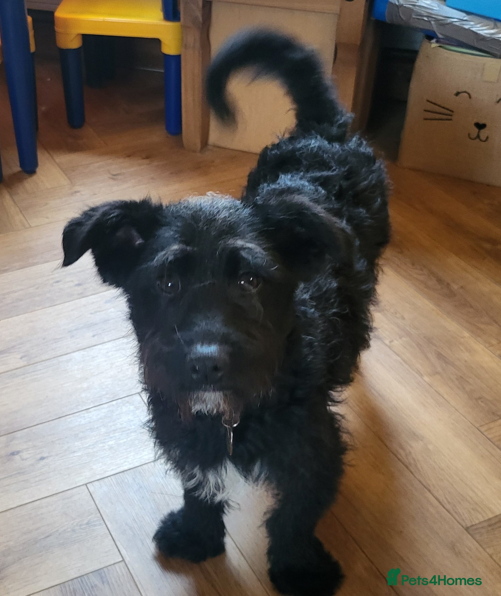 Mixed Breed dogs SPARKY - Advert 3