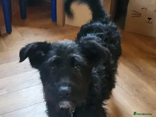 Mixed Breed dogs SPARKY - Advert 1