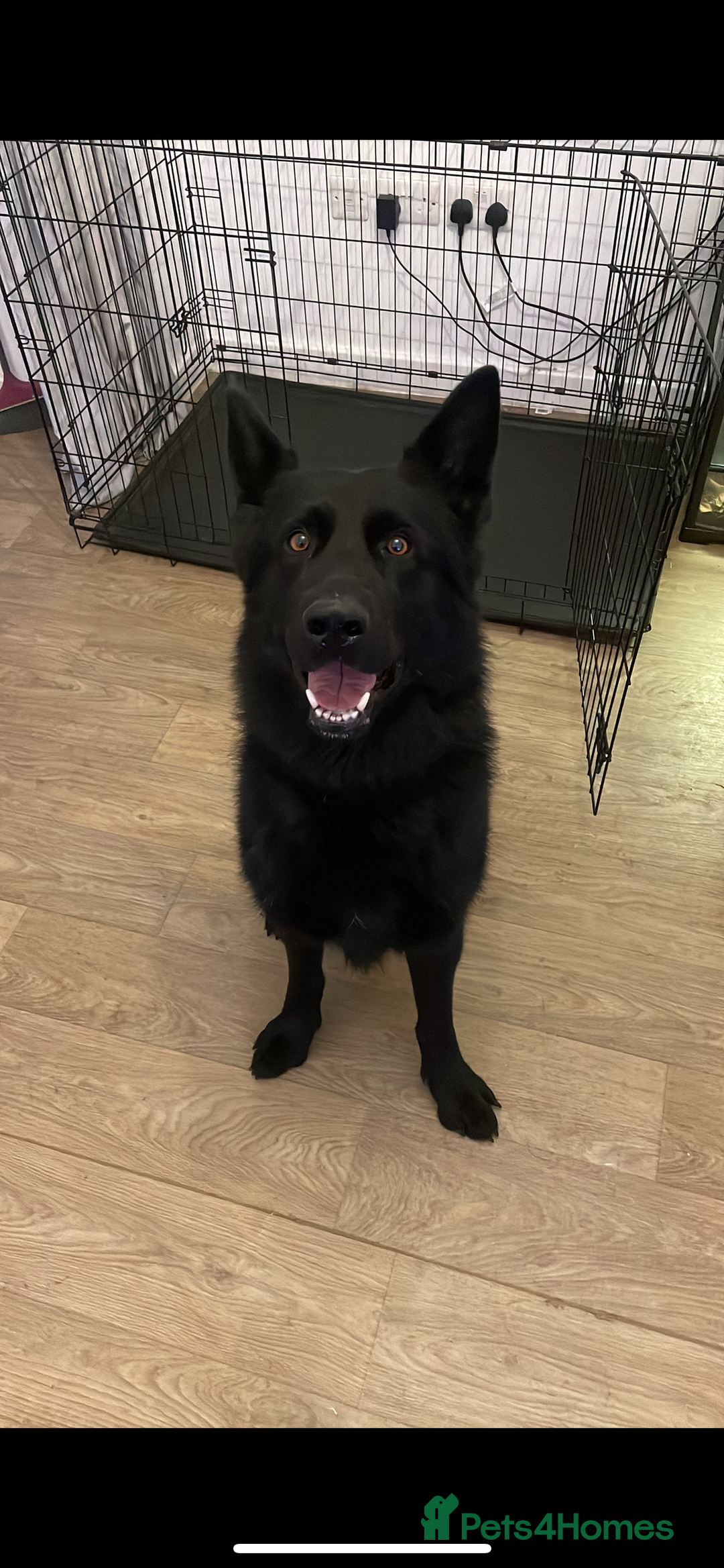 German Shepherd dogs for stud: IPG1 German shepherd for stud - Image 3