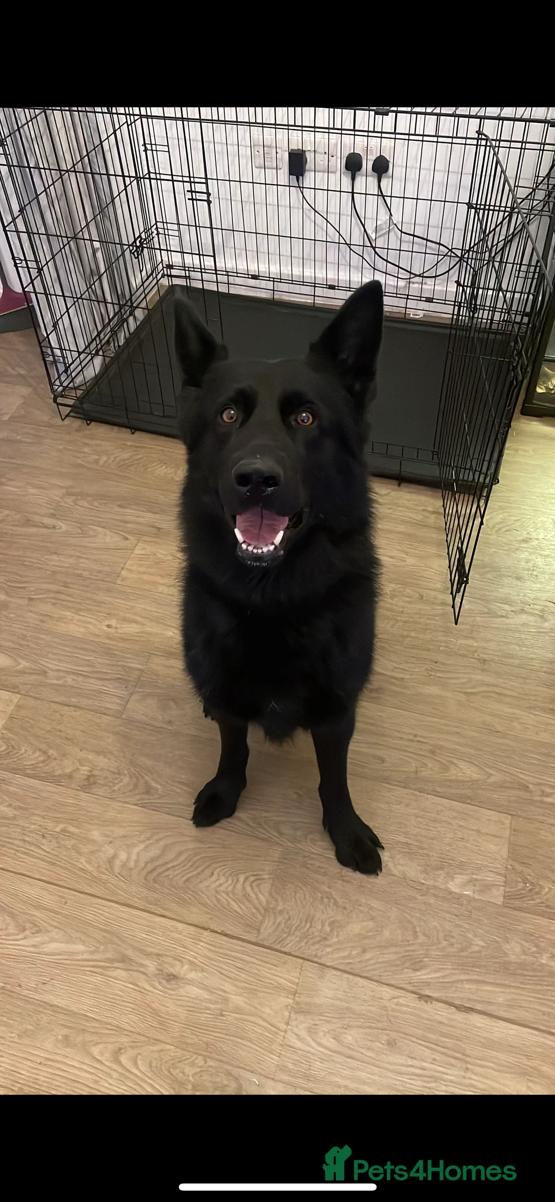 German Shepherd dogs for stud: Working German shepherd for stud - Advert 3