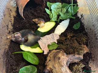 Snails invertebrates 4 Giant African Land Snails ** - Advert 1