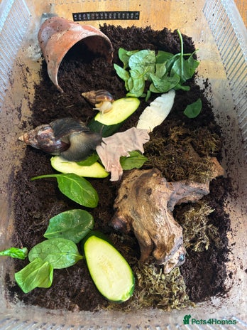 Snails invertebrates 4 Giant African Land Snails ** - Advert 2