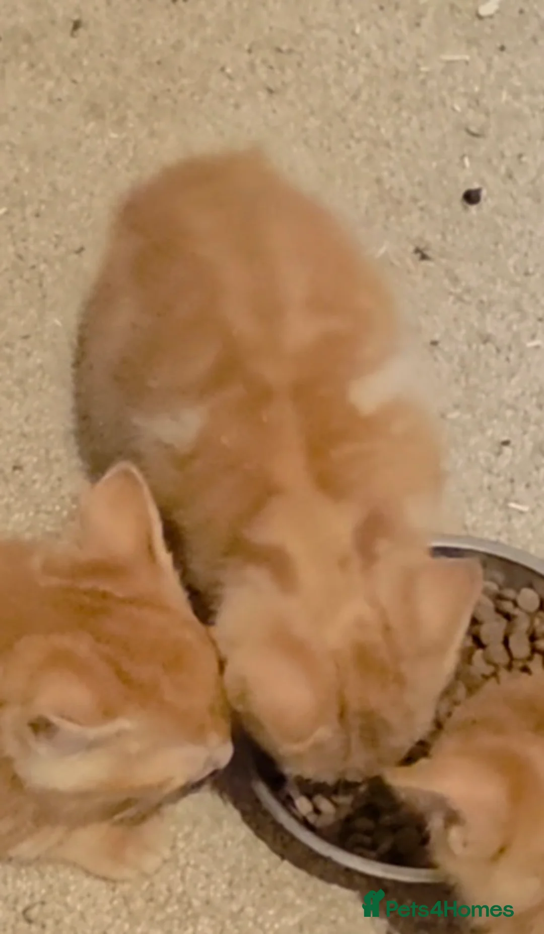 Mixed Breed cats for sale: Playful ginger boys  - Advert 5
