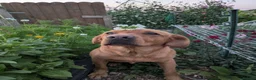 Labrador Retriever dogs for stud: PROVEN KC Fox Red Health Tested Labrador Stud Dog - Advert 7