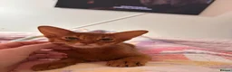 Abyssinian cats for sale: 2 Beautiful Abyssinian girls 😍 - Advert 8