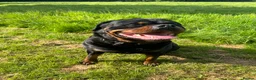 Rottweiler dogs for stud: KC Registered, 5 Star Bloodlines, STUD ONLY in Rugby - Advert 4