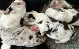 Welsh Corgi Cardigan dogs for sale: Show Quality KC Pedigree Corgi Cardigan Puppies  - Image 2