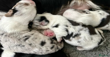 Welsh Corgi Cardigan dogs - Advert 1