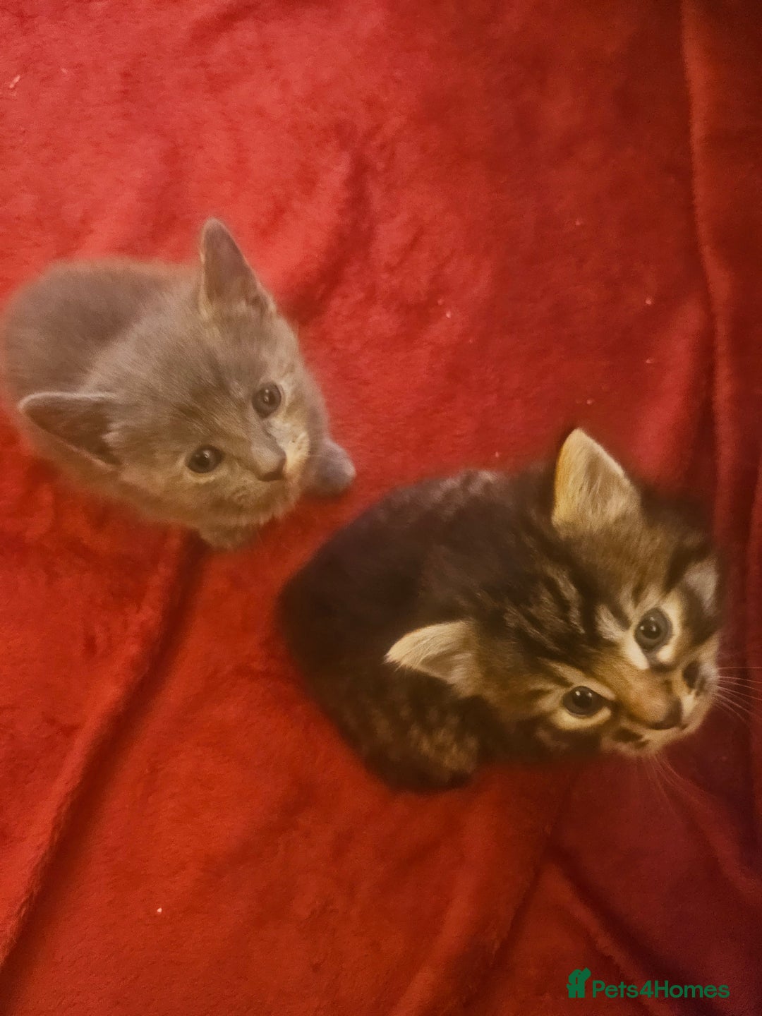 Mixed Breed cats for sale: Elven Bengal Mixes - Advert 31