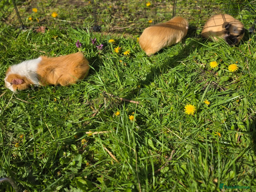 Guinea Pig rodents for sale: Trio of bonded boar guinea pigs in Beverley - Advert 2