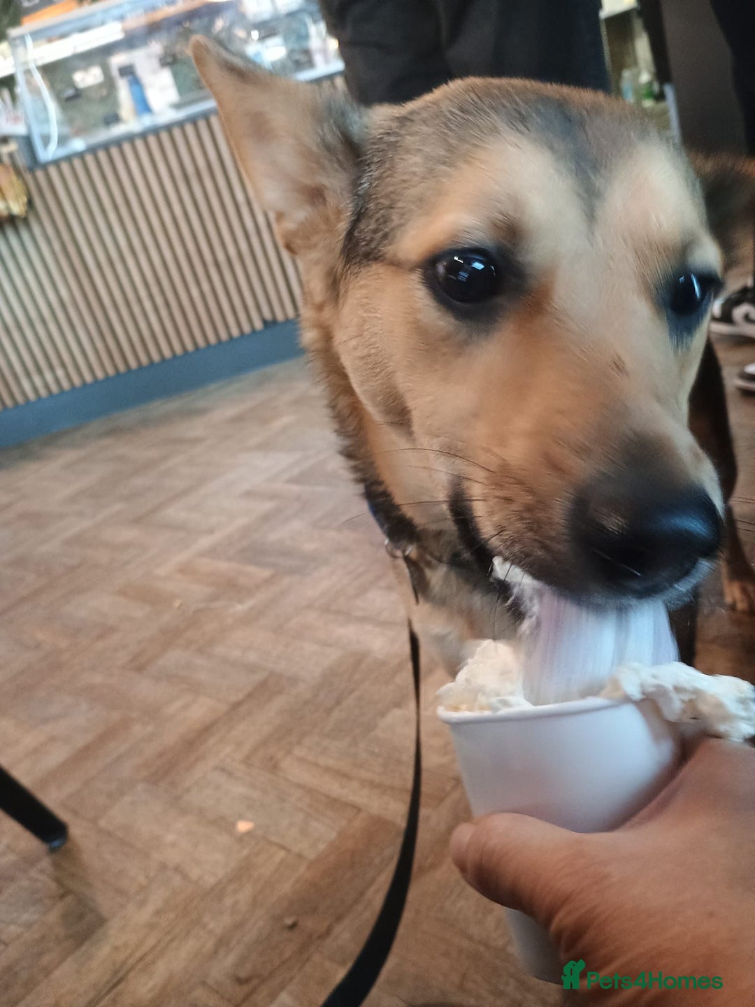 Mixed Breed dogs for adoption: Efa 🐾 would love a doggy sibling - Advert 20