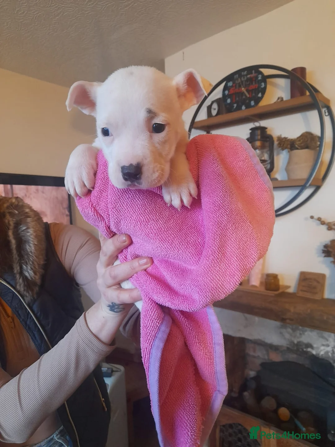 Alapaha Blue Blood Bulldog dogs for sale: Bully pups  - Advert 2