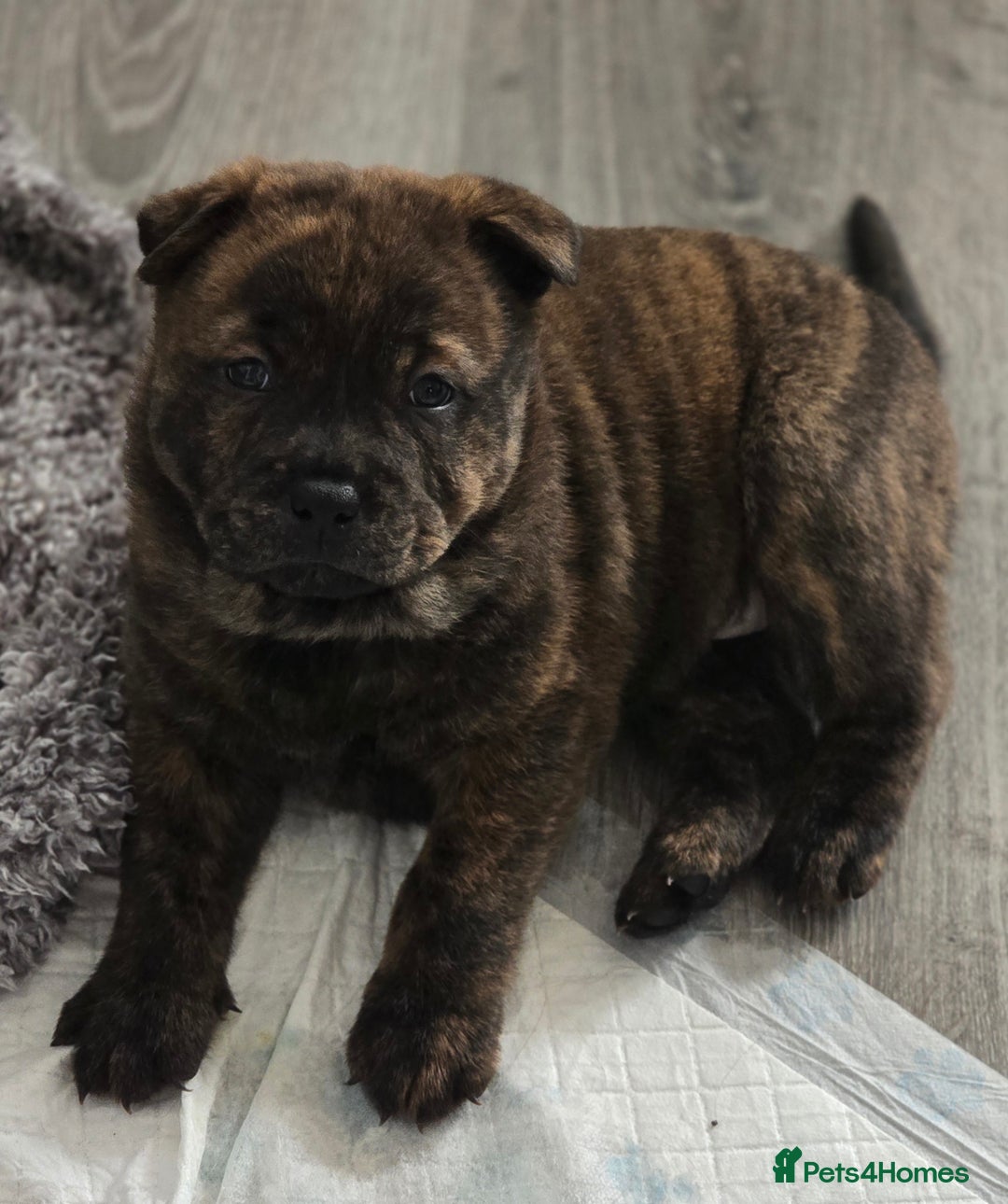 Mixed Breed dogs for sale: Chaffy puppies - Advert 26