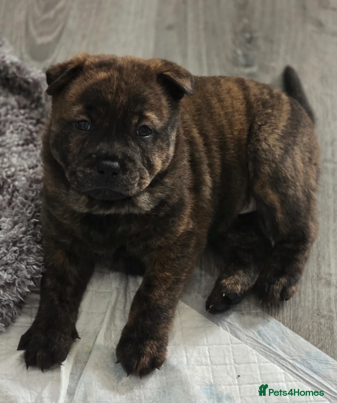 Mixed Breed dogs for sale: Chaffy puppies - Advert 23
