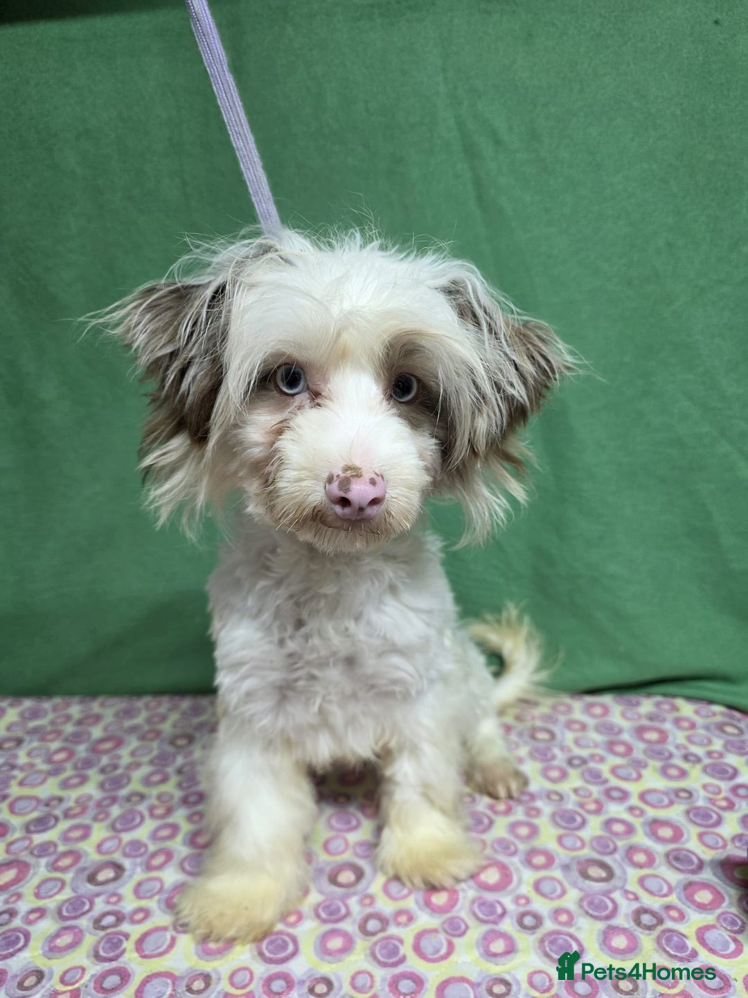 Yorkiepoo dogs for adoption: OLLIE – Yorkipoo (Male) - Advert 3