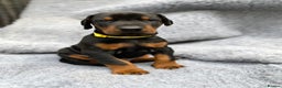 Dobermann dogs for sale: KC REGISTERED DOBERMAN ( 11 months old : Intact) - Advert 27
