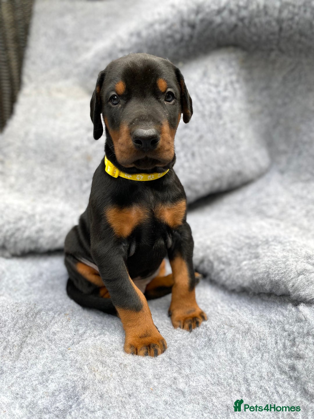 Dobermann dogs for sale: KC REGISTERED DOBERMAN ( 11 months old : Intact) - Advert 27