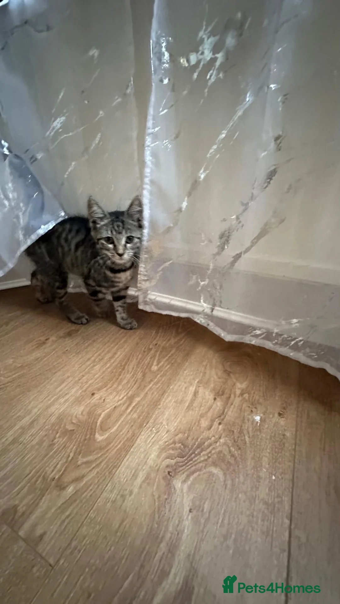 Mixed Breed cats for sale: 3 Month Old Friendly Kitty - Advert 3