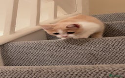 Mixed Breed cats for sale: Beautiful little boy - Image 10