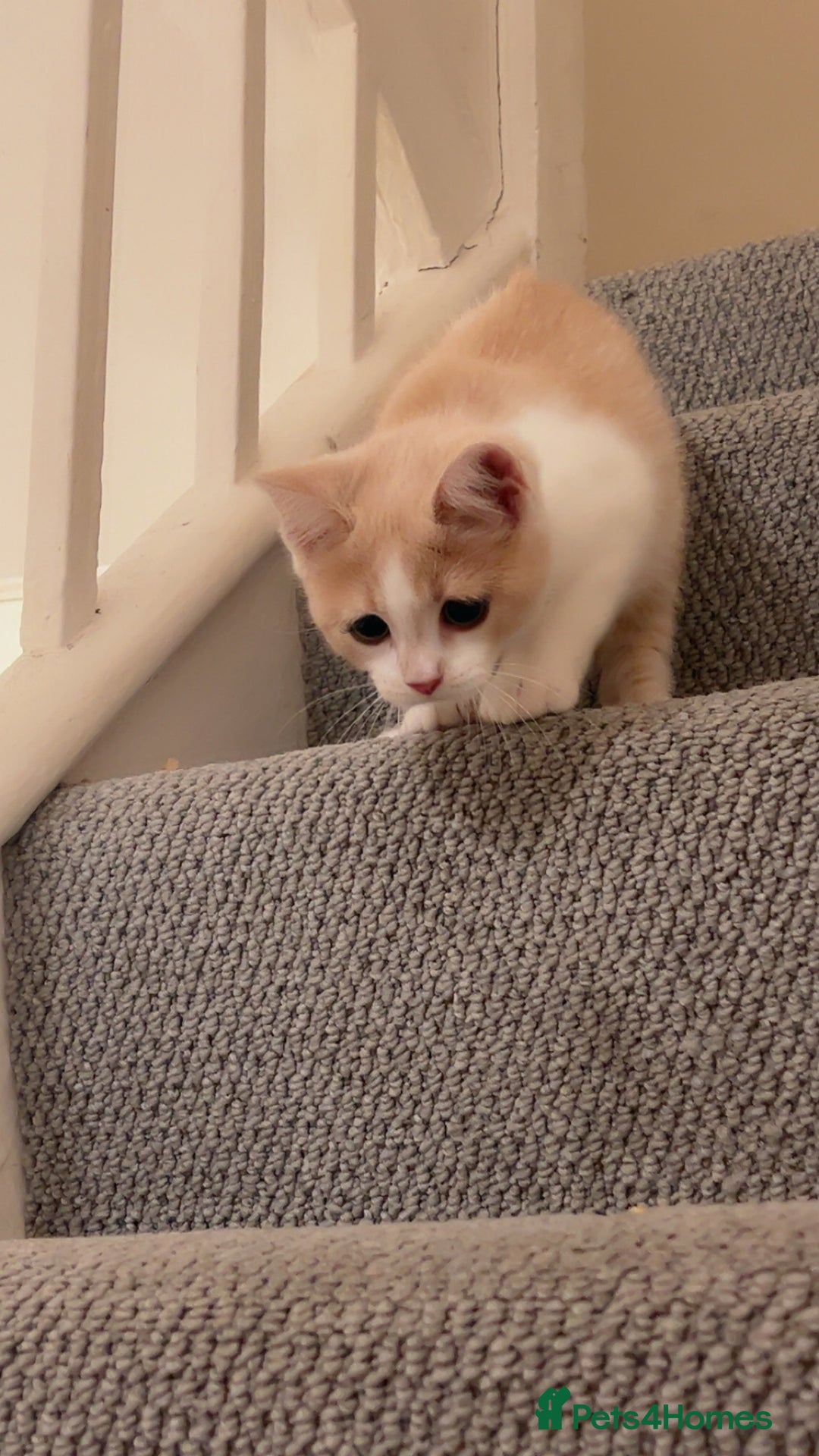 Mixed Breed cats for sale: Beautiful little boy - Image 10