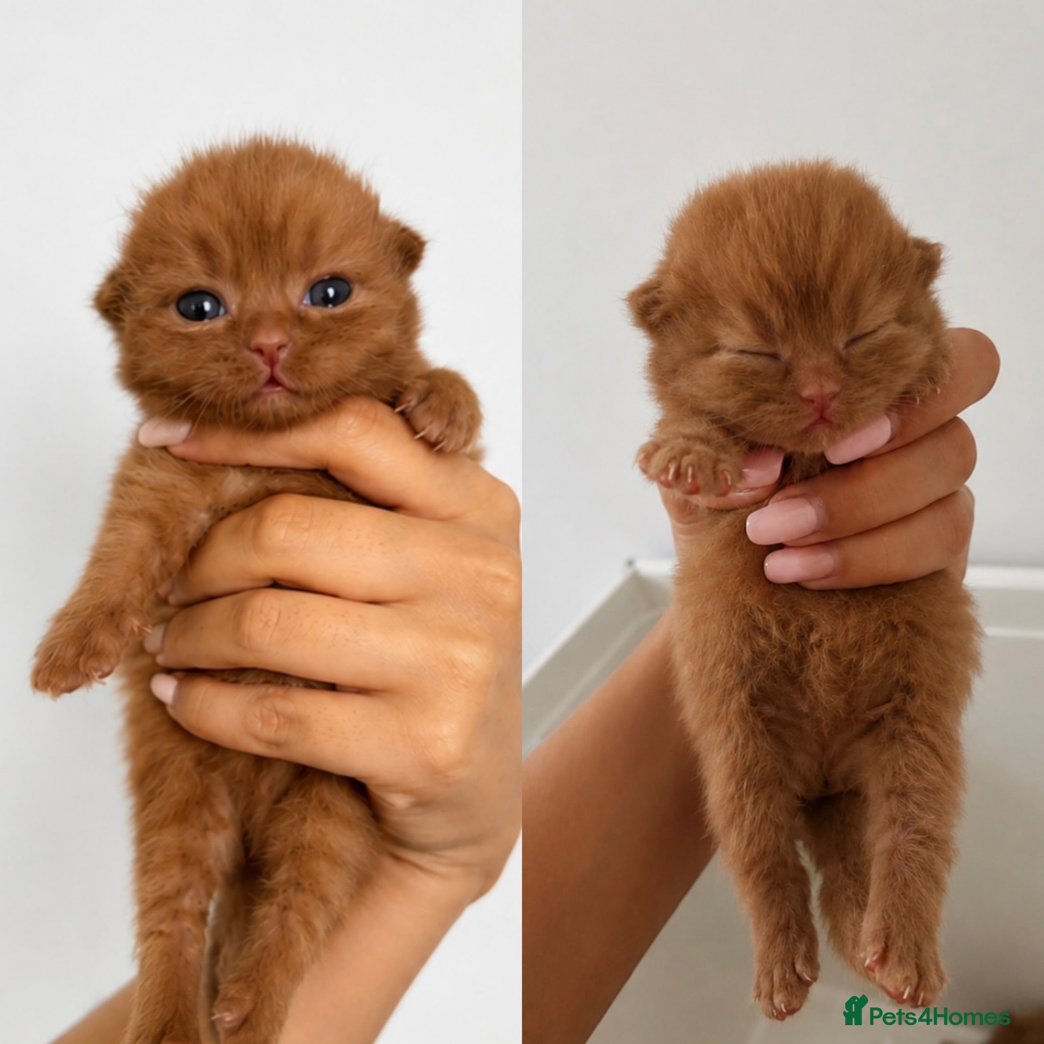British Shorthair cats 🤎✨ Stunning Cinnamon British Shorthair Kittens  - Advert 1