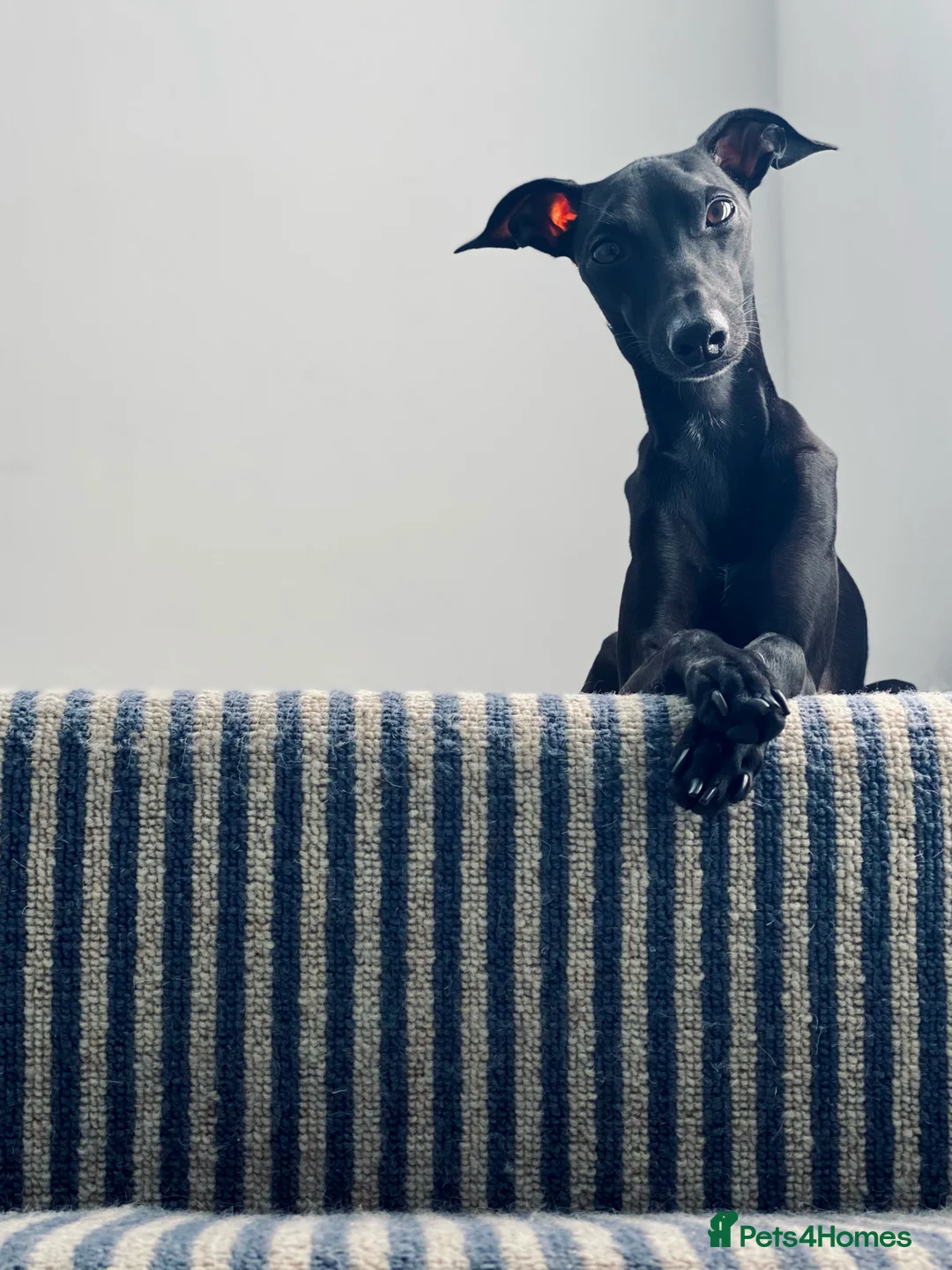 Italian Greyhound dogs for stud: Stunning Italian Greyhound Stud  in Weybridge - Advert 8