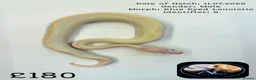 Python Snake reptiles for sale: Ball pythons for sale  - Advert 4