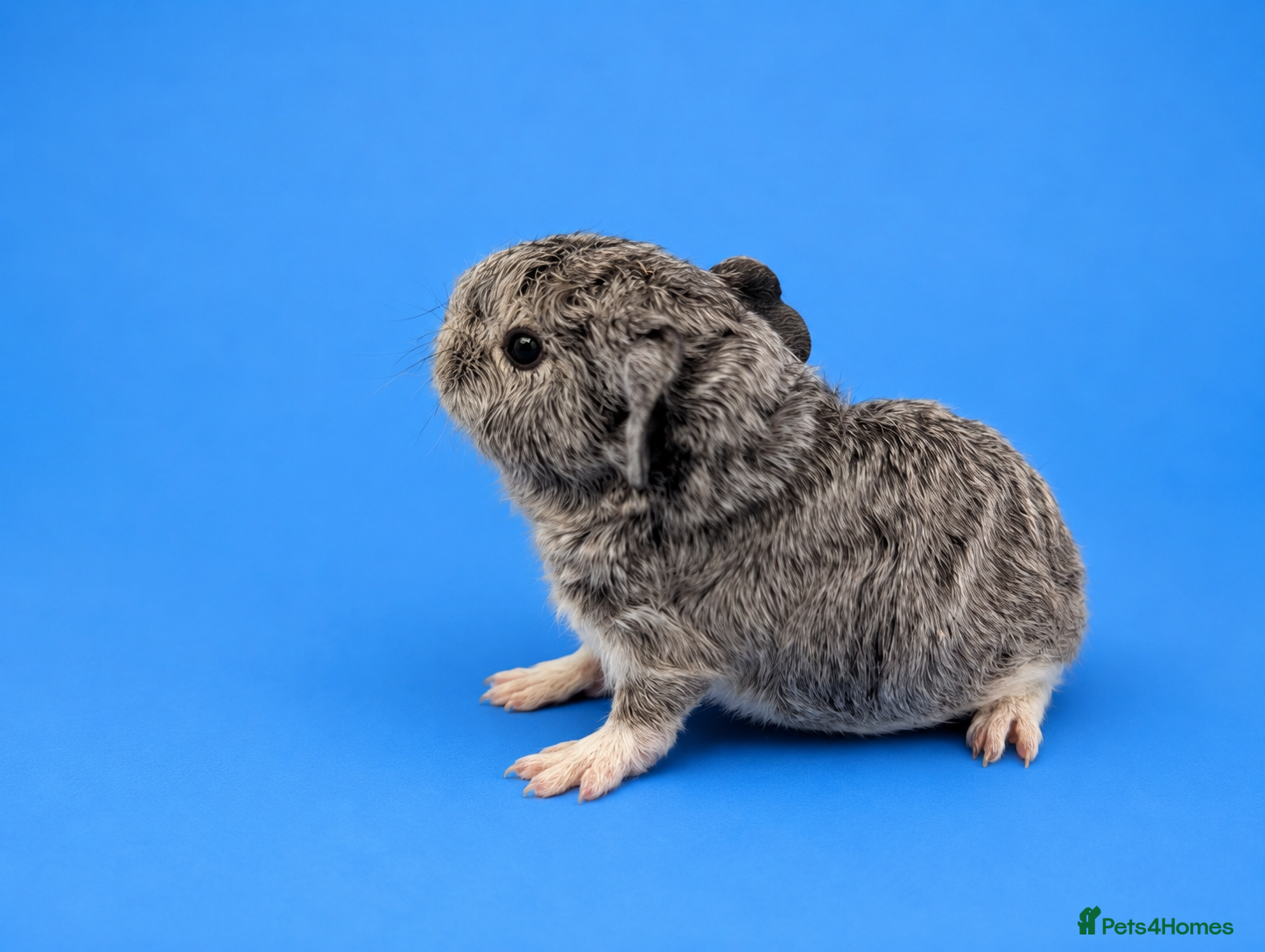 Guinea Pig rodents Lakeland boar baby - Advert 9