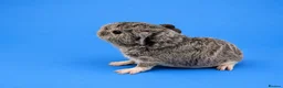 Guinea Pig rodents for sale: Lakeland boar baby - Advert 1