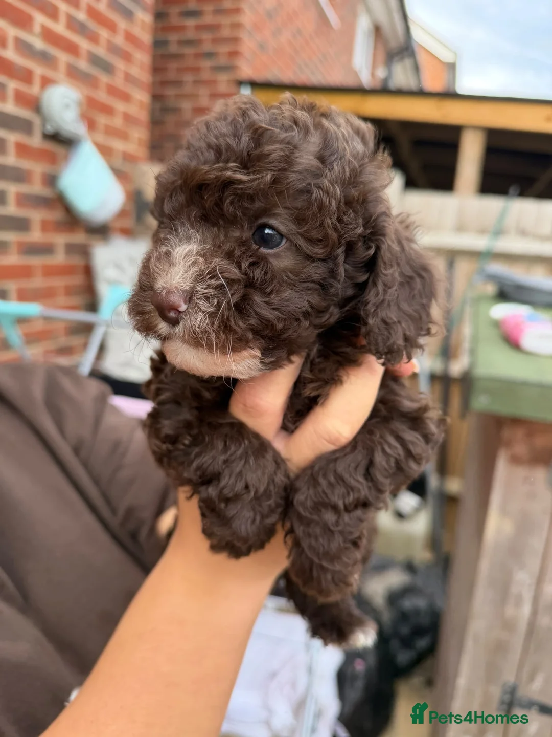Cavapoo dogs for sale: Rare FB1 Chocolate brown Cavapoos - Advert 2