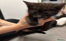 Mixed Breed cats for sale: 1 beautiful female kitten left ready now.  - Advert 2