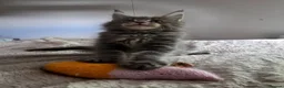Maine Coon cats for sale: Outstanding quality Tica reg Mainecoon  - Advert 33