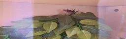 Leopard Gecko reptiles for sale: Leopard gecko + full set up - Advert 8