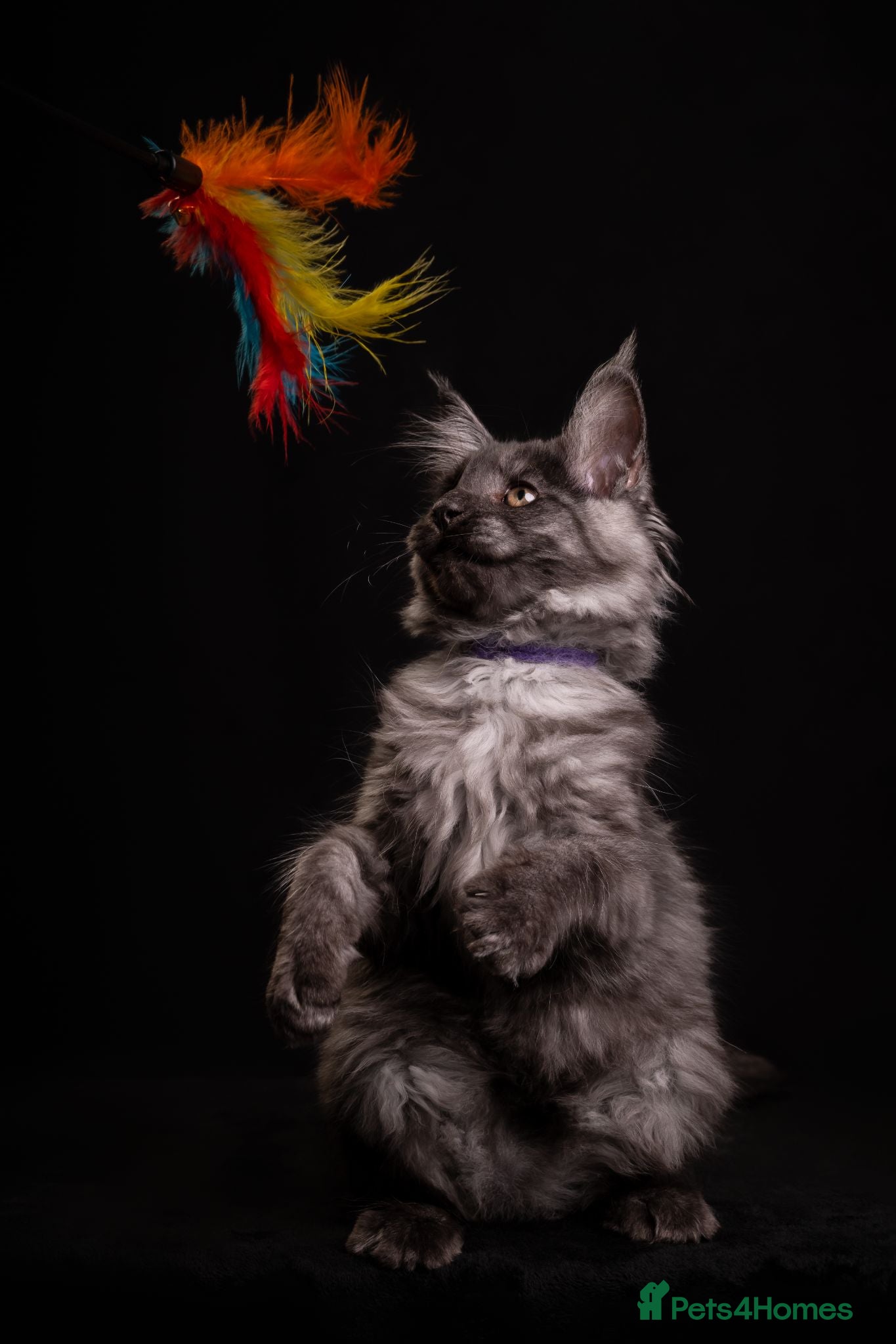 Maine Coon cats TICA & Council Licensed black smoke female kitten - Advert 4